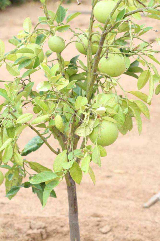            Habit (Riverside, CA)   